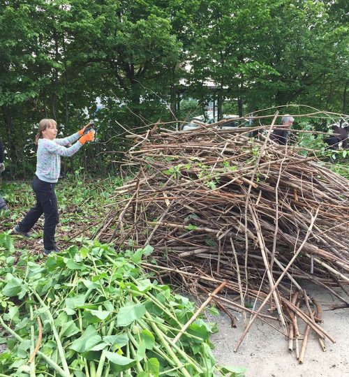 Removing invasive knotweed