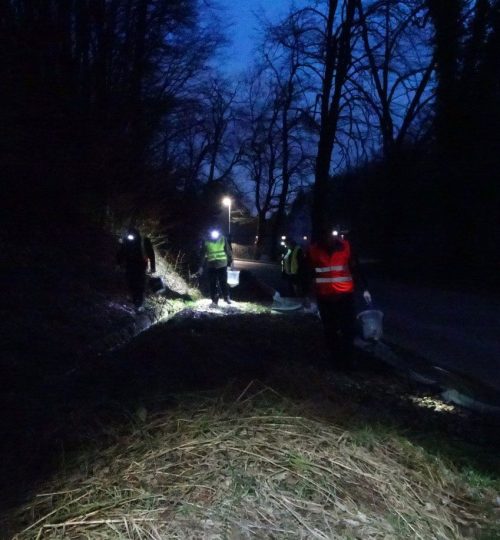 Helping amphibians across the road